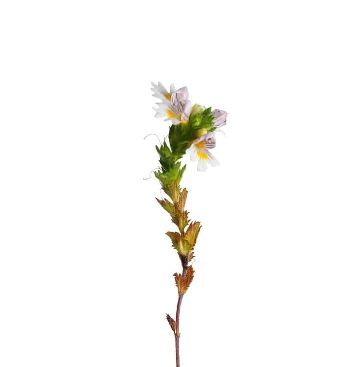 Κάψουλες Eyebright (Ευφράζια) 350mg