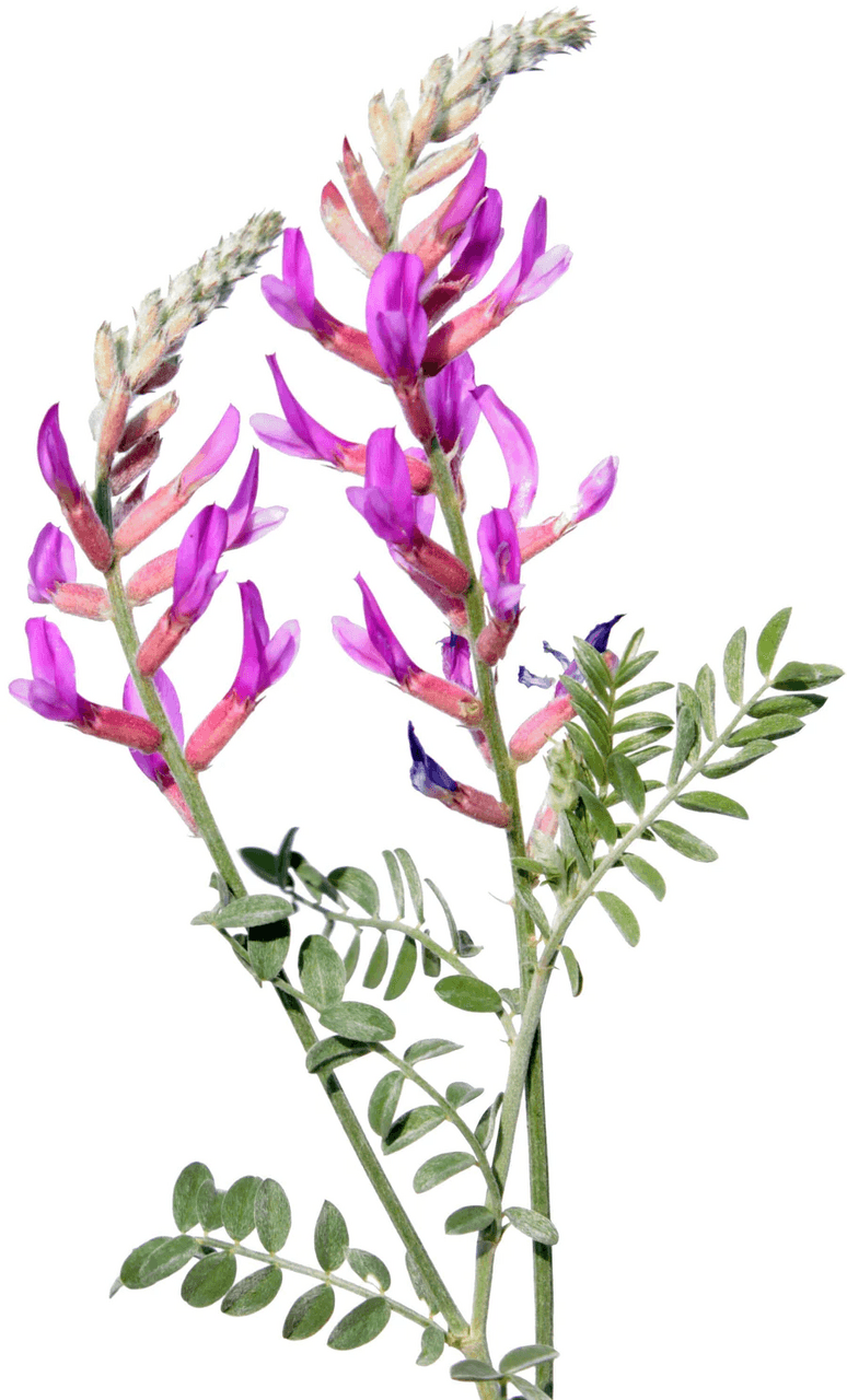 Κάψουλες Αστράγαλος (Astragalus root) 70 τεμάχια 600mg