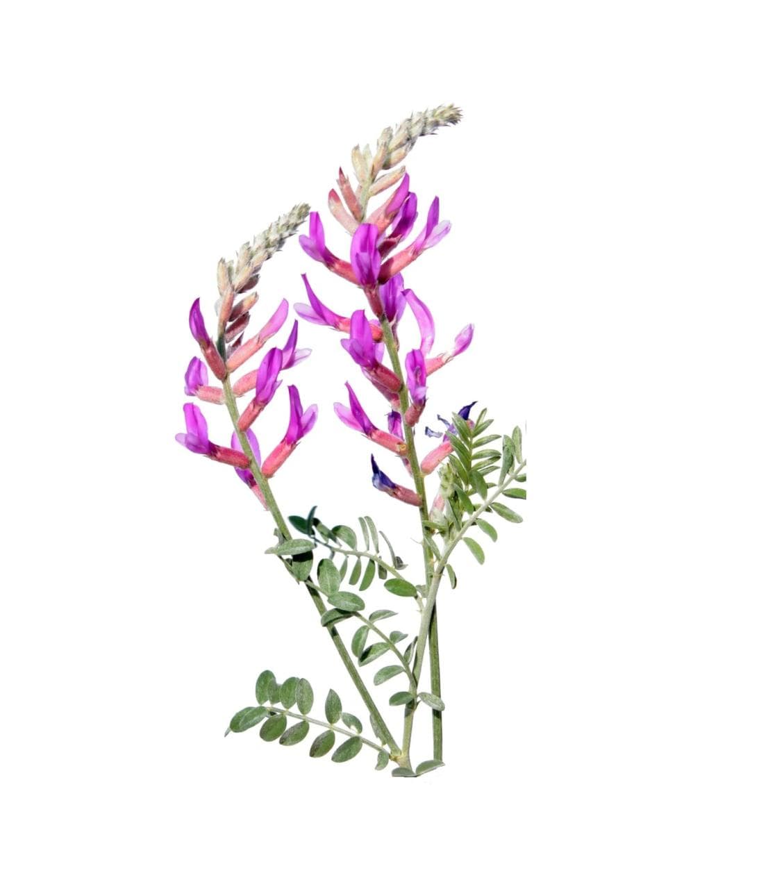 Κάψουλες Αστράγαλος (Astragalus root) 70 τεμάχια 600mg